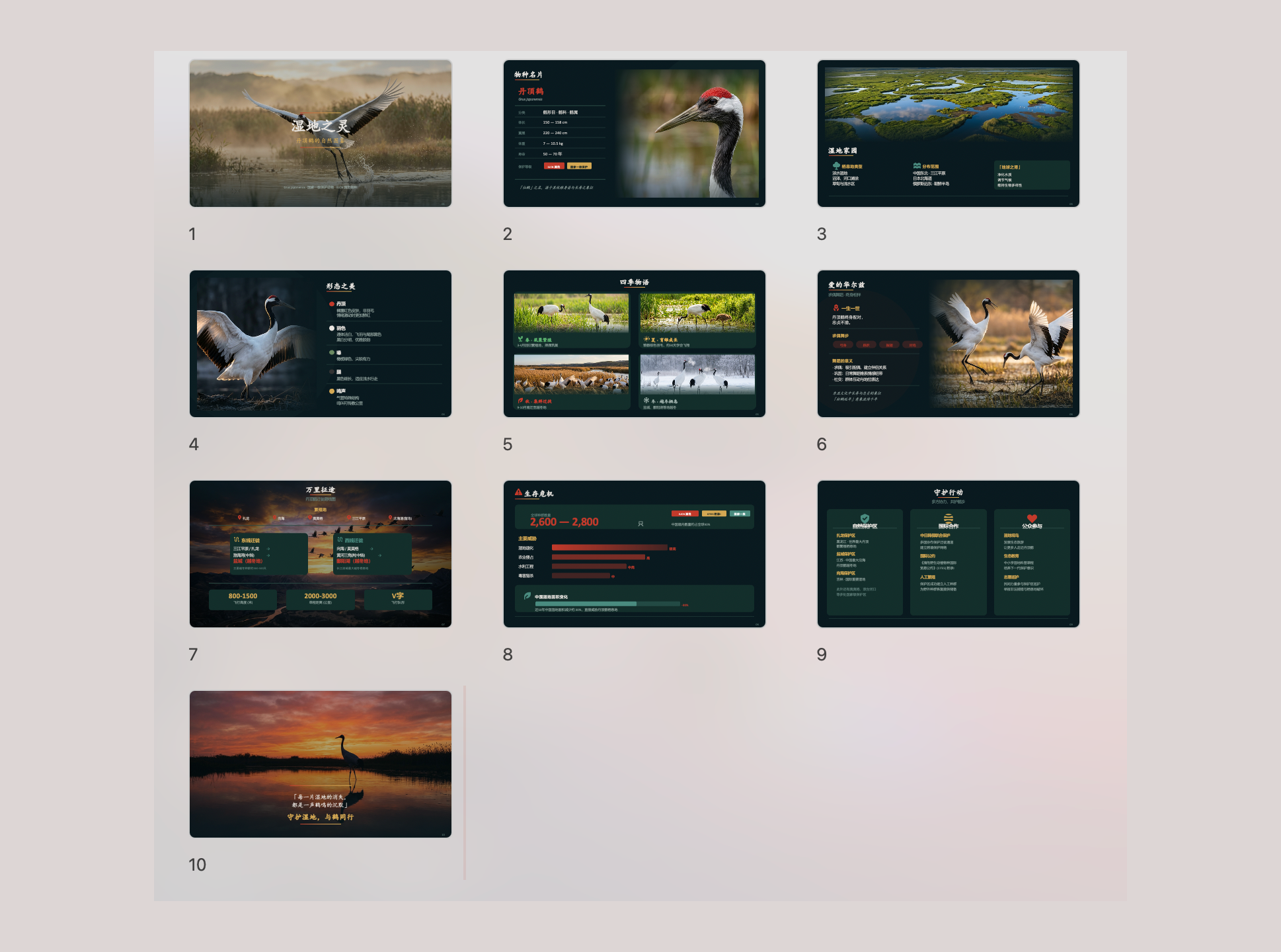 Nature style — Wildlife wetland documentary