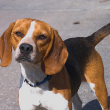 Dog image with NeuralHash 59a34eabe31910abfb06f308