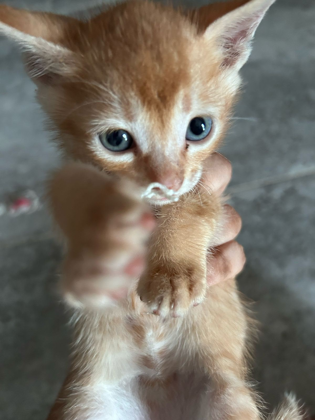 Jasper