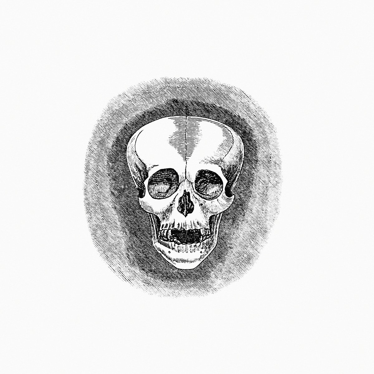Human Skull